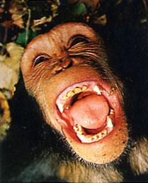 singe-riant.jpg