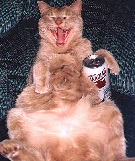 drunk_cat.jpg