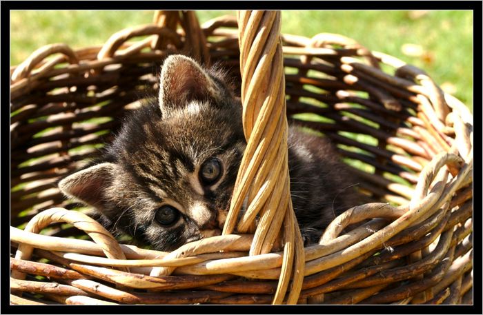 petitChat.jpg