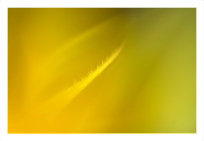 3800767763_36a33e84d3_o.jpg