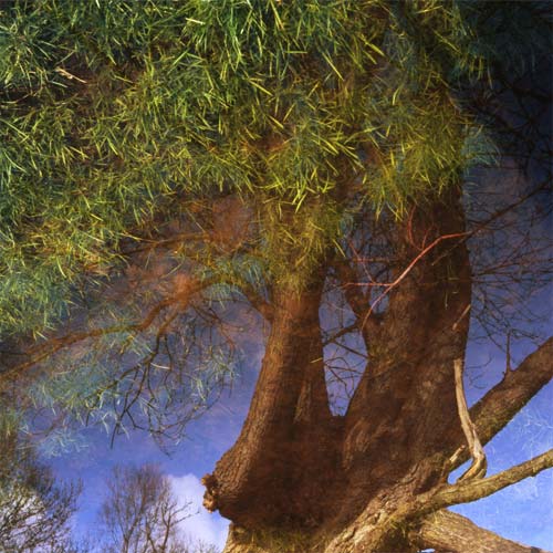 arbre1.jpg