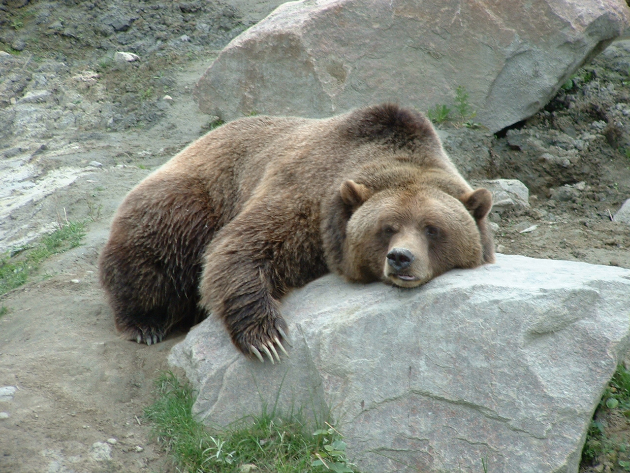 AY-Grizzli.JPG