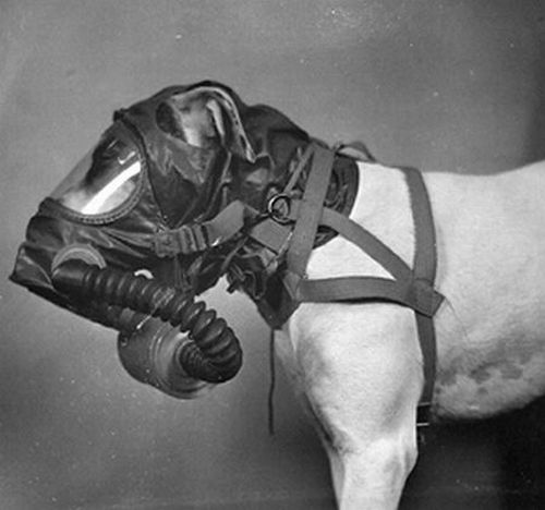 masque-gaz-chien-04.jpg