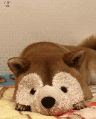 giphy.gif