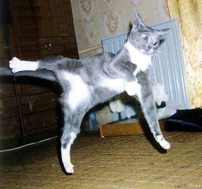 ninja-cat.jpg