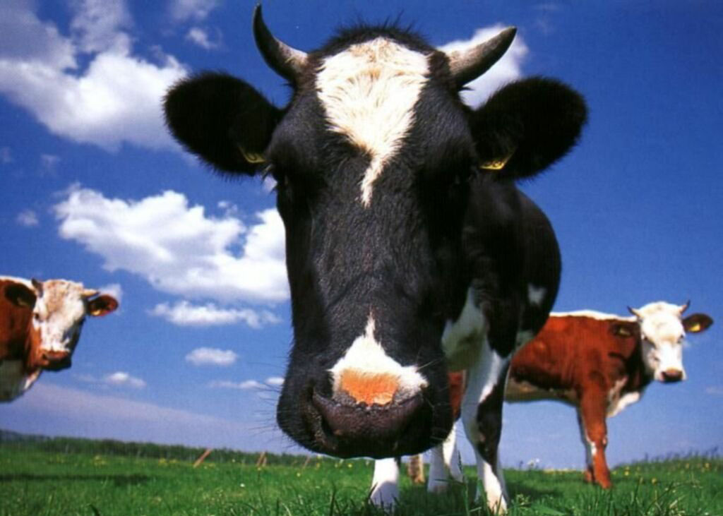 Vache%20fun.jpg