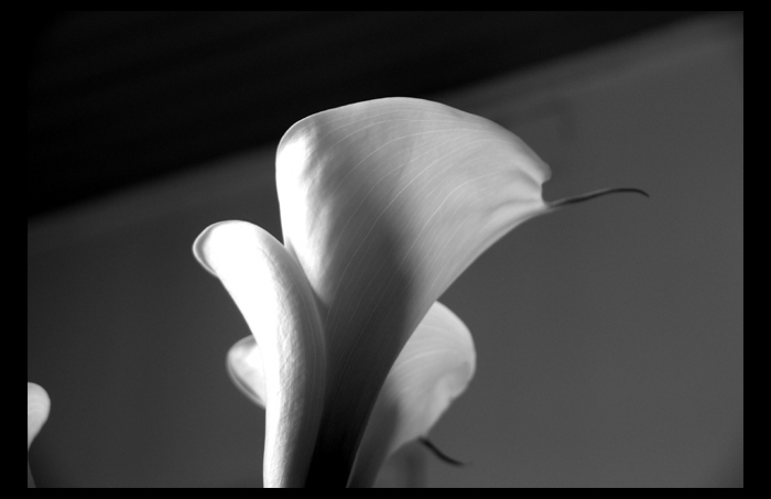 arum_2