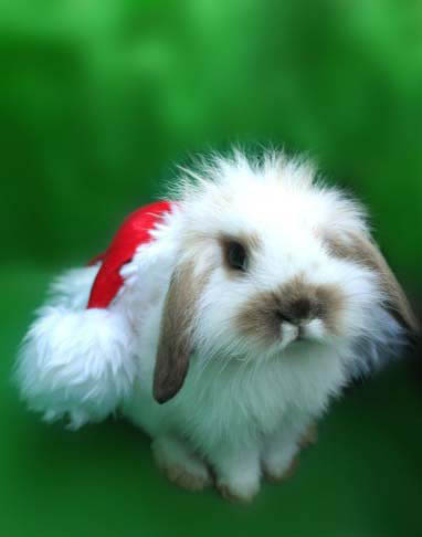 lapin_noel.jpg