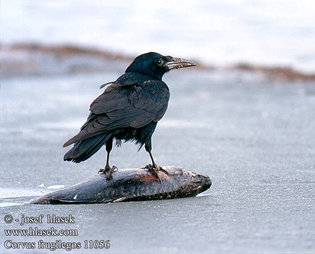 corvus_frugilegos_11056.jpg
