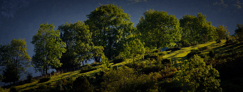 panoramique_arbres_mini.jpg