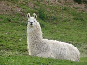 lama-blanc.jpg
