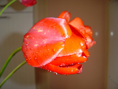004-2.jpg