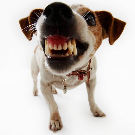 chien_mechant.jpg