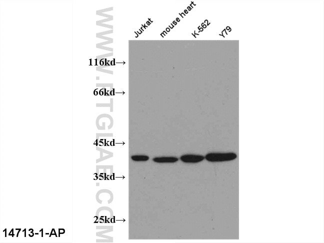 PEX19-Antibody-14713-1-AP-A435WB.jpg