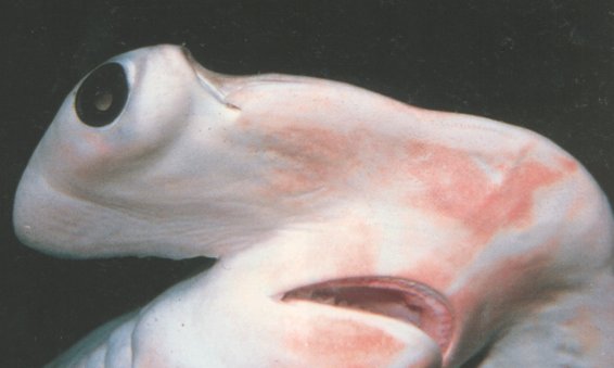 Requin_marteau03.jpg