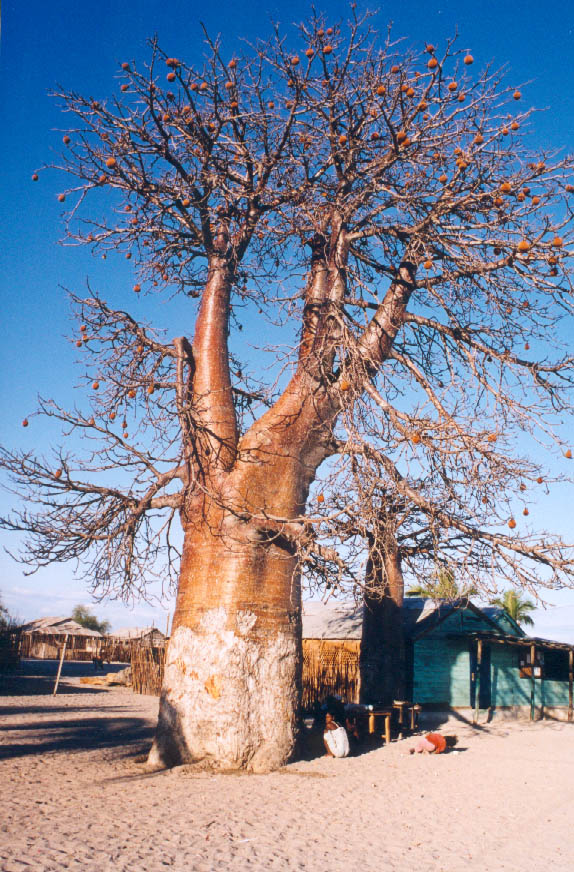 baobab-bouteille.jpg