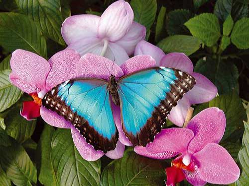 papillon-image.jpg