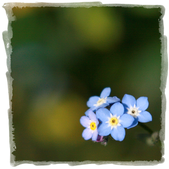Myosotis.jpg