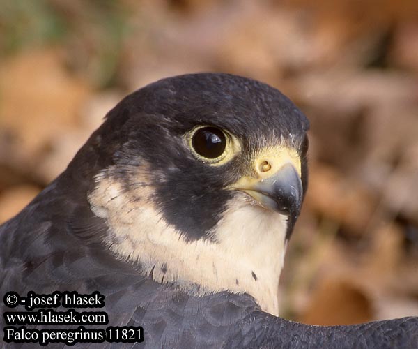 falco_peregrinus_11821.jpg