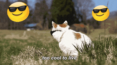 funny-cat-68.gif