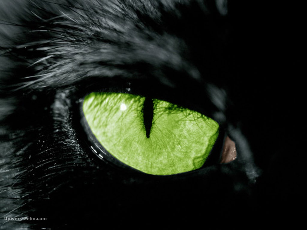 real_oeil_noir.jpg