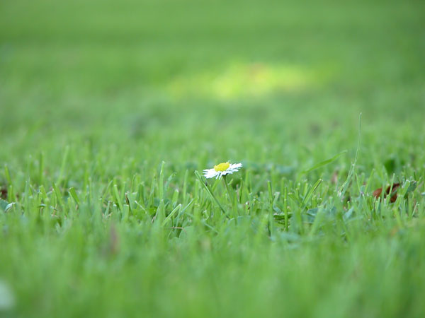 herbe02.jpg