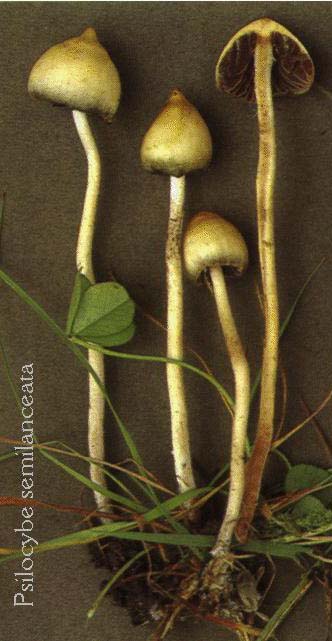 psilocybe-semilanceata.jpg