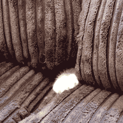 animated_cat_039.gif
