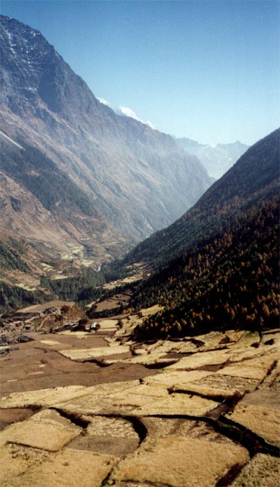 lho_harvest_3.jpg