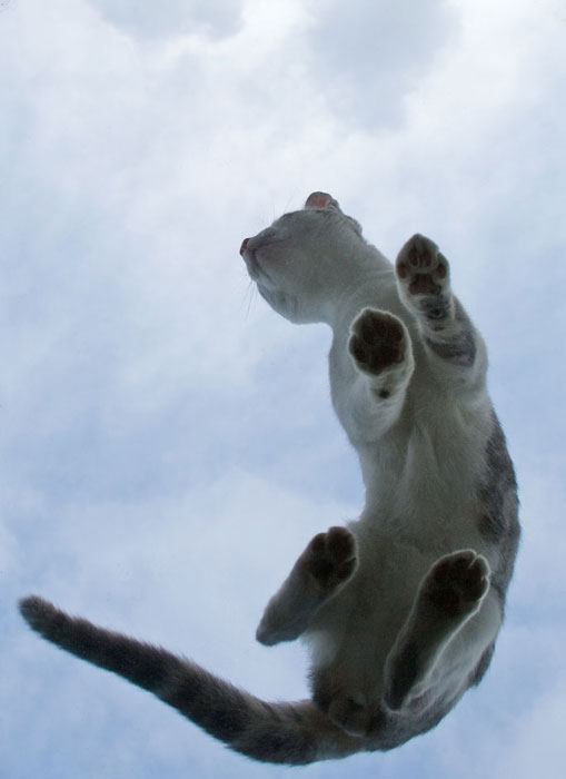 chat_perche.jpg