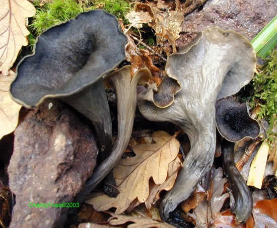 trompette_de_la_mort_014.jpg