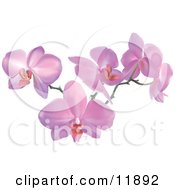 11892-Stem-Of-Pink-Orchid-Flowers-Clipart-Illustration.jpg