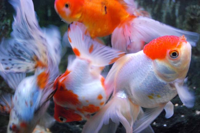 DSC_2229_aquarium.JPG