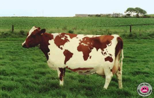 vache_monde_jpg.jpg