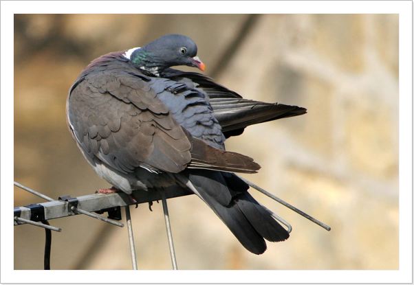 PigeonTravers.jpg