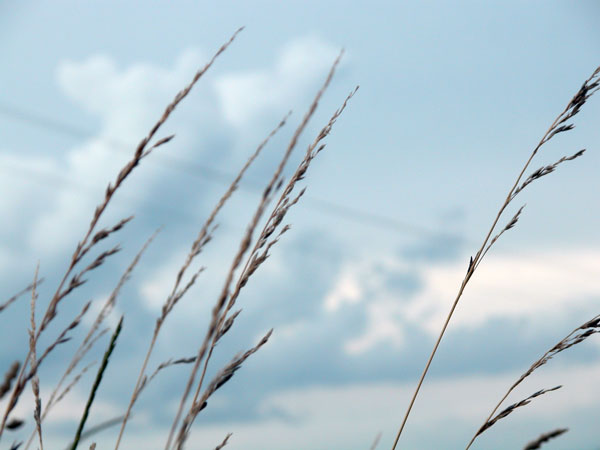 herbes_fils.jpg