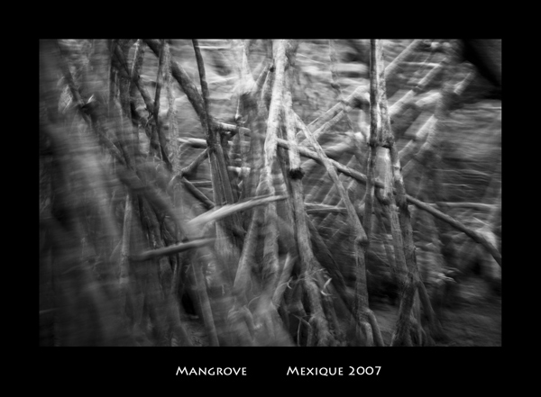 mangrove.jpg