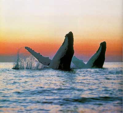 image_baleine01.jpg