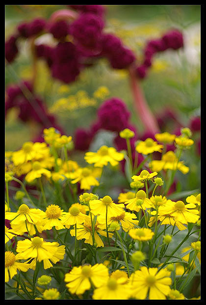 fleur3.jpg