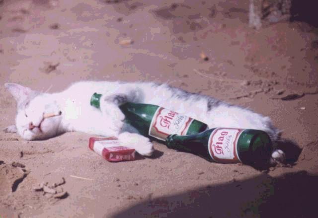 chatcool.jpg