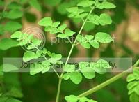 moringa.jpg
