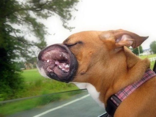 dog-in-car-window.jpg