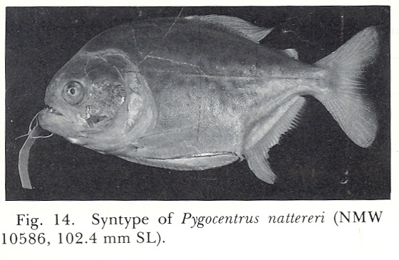 PnatNMW10586_102_4mmSL.jpg