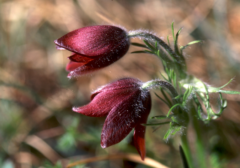 Fleur%20Blandine.jpg