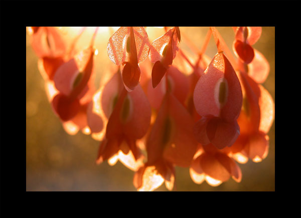 fleur_soleil_matin.jpg