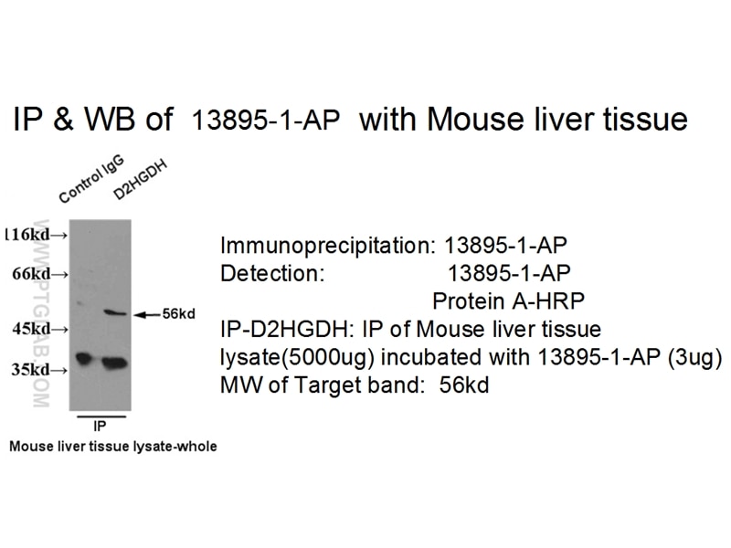 D2HGDH-Antibody-13895-1-AP-A447IP.jpg