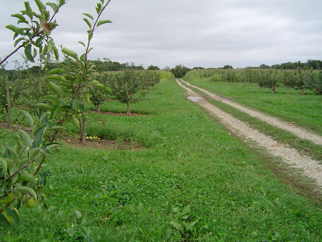 pommier.jpg
