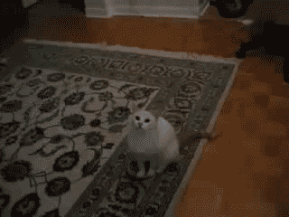 tumblr_ly4lkmCSRu1qint86o1_400.gif