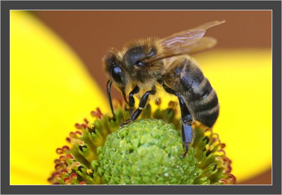 Abeille.jpg