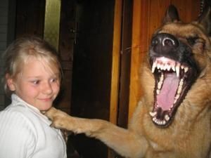 chien_nn.jpg